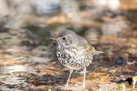 Song thrush on the ground Stock Photos