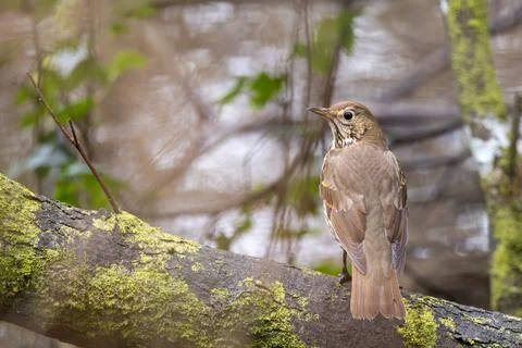 Song thrush looking back on a mossy branch Stock Photos