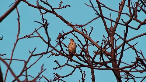 Song Thrush mating trill, Turdus philomelos Vídeos de archivo 41595849