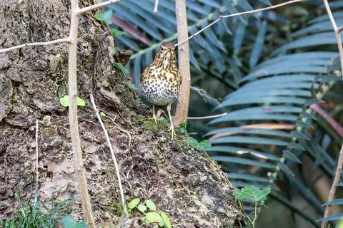 Song thrush on a mossy tree trunk Stock Photos