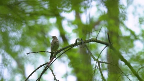 Song thrush perched on a tree branch in spring forest. Stock Footage 345079436