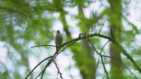 Song thrush perched on a tree branch in spring forest. Stock Footage 345079459