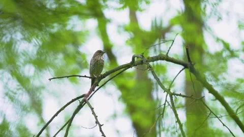 Song thrush perched on a tree branch in spring forest. Stock Footage 345079464