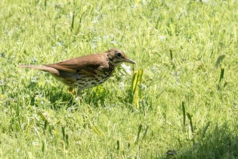 Song thrush Stock Photos