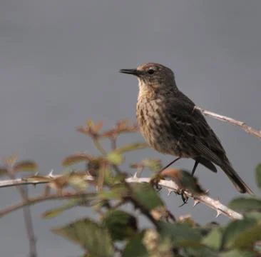 Song Thrush Stock Photos