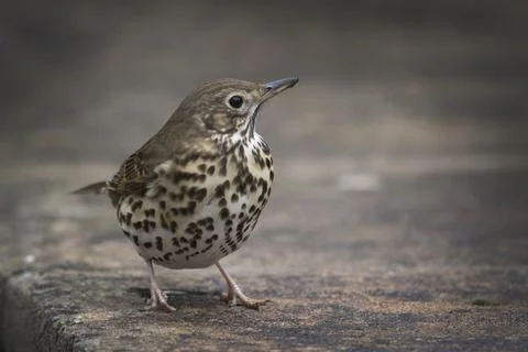 Song Thrush Foto stock