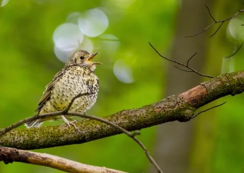Song Thrush Foto stock