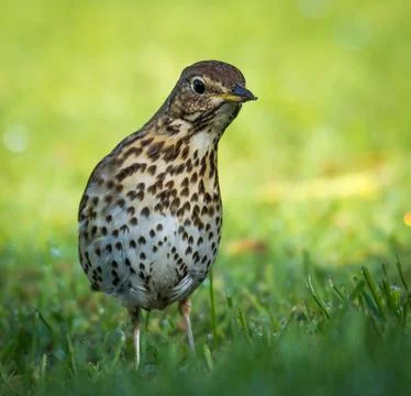 Song thrush Stock Photos