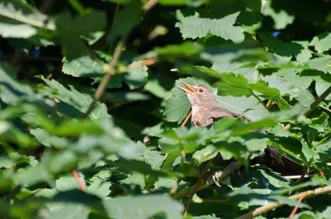 Song thrush singing Stock Photos