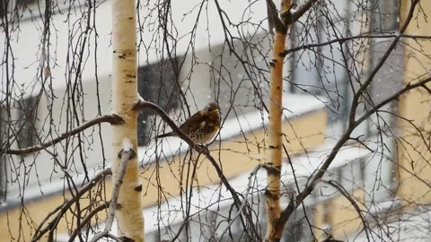 Song thrush sitting on a tree branch front view winter Stock Footage 253332718
