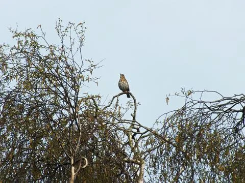 Song Thrush in a Tree Foto stock