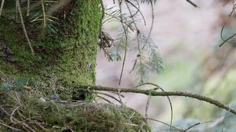 Song thrush Turdus philomelos flies to nest ,feeds nestling Video stock 108081237