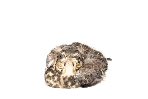 Song thrush white background Stock Photos