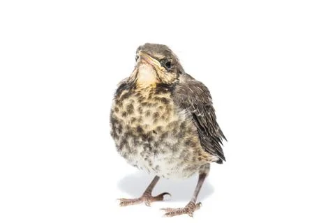 Song thrush white background. Stock Photos