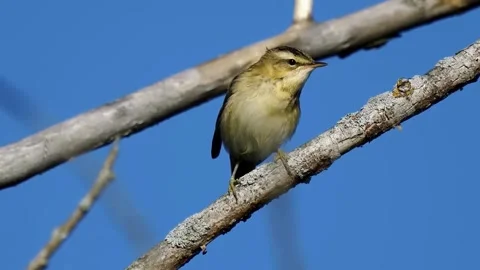 Songbird on Bare Branch Stock Footage 323143415