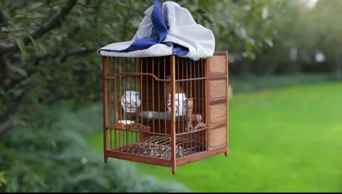Songbird in cage Stockbeeldmateriaal 987688
