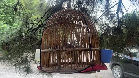Songbird in a cage hanging from a tree, Samarkand, Uzbekistan Stock Footage 341703098