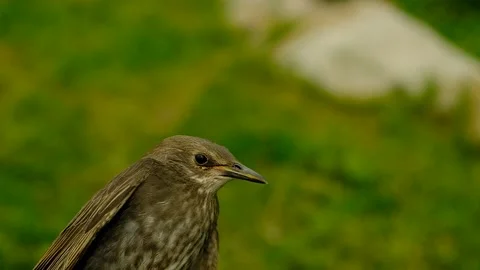 Songbird chick. Stock Footage 154941214