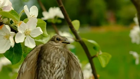 Songbird chick. Stock Footage 154941263