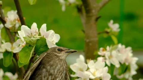 Songbird chick. Stock Footage 154941266