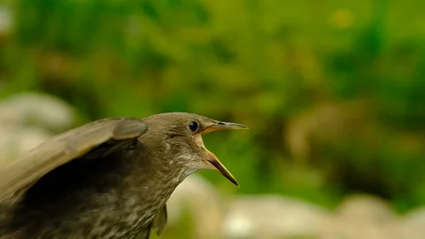 Songbird chick. Stock Footage 154941269