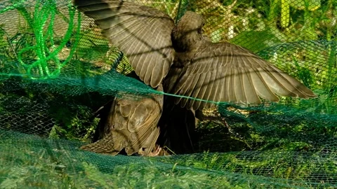 Songbird chick. Stock Footage 154955707