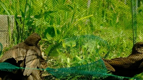Songbird chick. Stock Footage 154955748