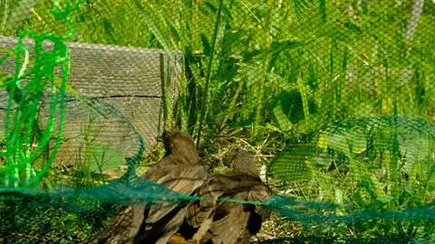 Songbird chick. Video stock 154955818