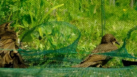 Songbird chick. Stock Footage 154955840