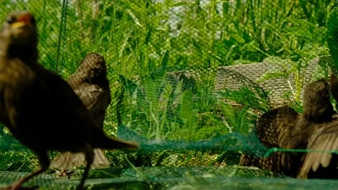 Songbird chick. Stock Footage 154955971