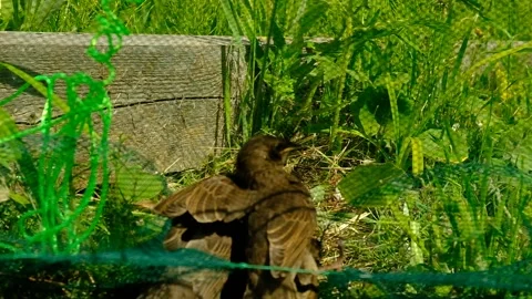 Songbird chick. Stock Footage 154955972
