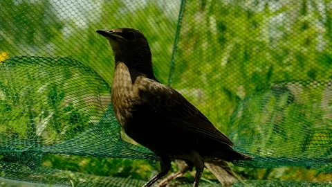 Songbird chick. Stock Footage 154956009