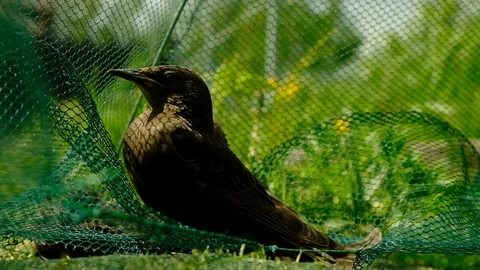 Songbird chick. Stock Footage 154956094