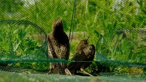 Songbird chick. Stock Footage 154956257