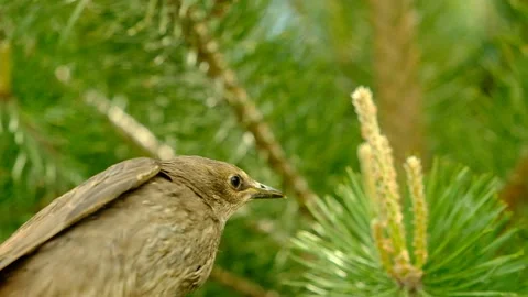 Songbird chick. Stock Footage 154956289