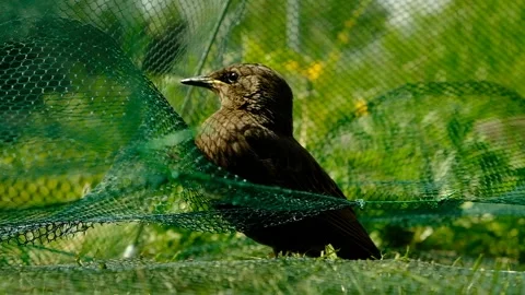 Songbird chick. Stock Footage 154956333