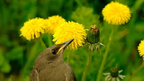 Songbird chick. Stock Footage 154956353