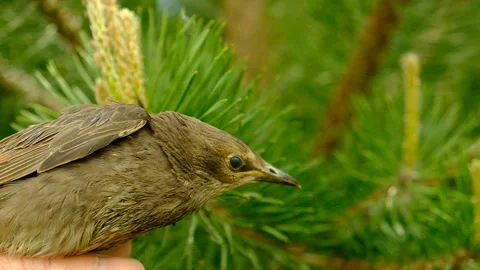 Songbird chick. Stock Footage 154956393