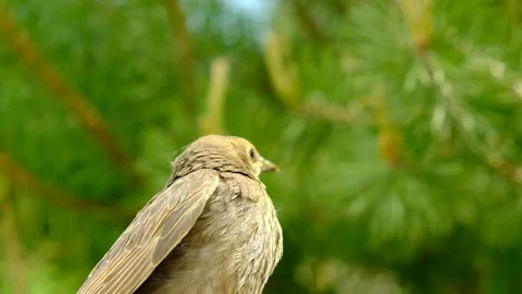Songbird chick. Stock Footage 154956408