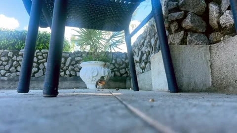 A Songbird Exploring Beneath Stock Footage 337198462