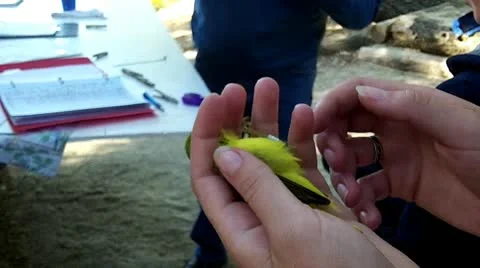 Songbird in hand Stock Footage 10716699