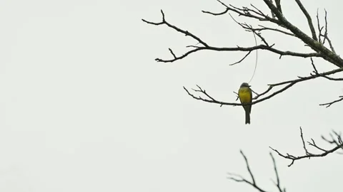 Songbird perches on leafless branches 動画素材 330085475