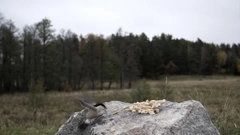 Songbird is a picky eater. Video stock 256150598