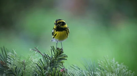 Songbird on pine Stock Footage