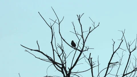 Songbird Silhouette Stock Footage 138782819