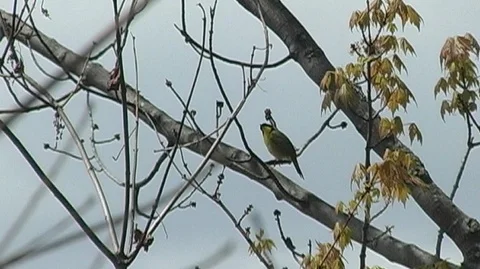 Songbird Singing on Tree Branch Stock Footage 98380656
