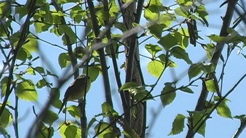Songbird Singing in Tree Stock Footage 98380648