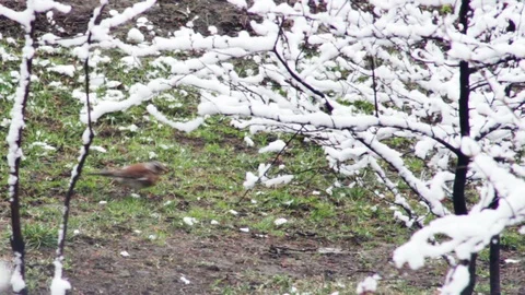 Songbird sits on grass under trees covered with heavy snow Stock Footage 129496523