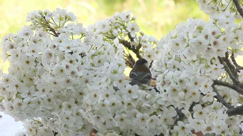 Songbird in spring blossoms Stock Footage 2974198