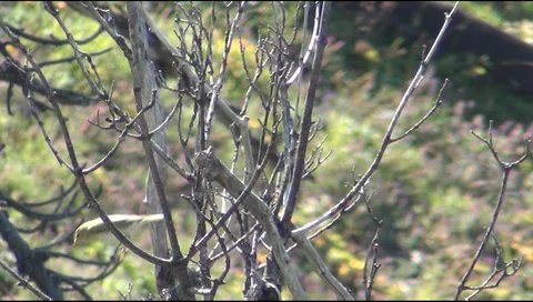 Songbird on tree branches on a plateau Stock-Footage 28686939